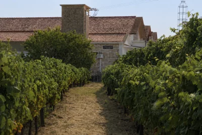Thumbnail Cata de vinos tranquilos del Duero y visita a una bodega histórica en Alma Soalheira