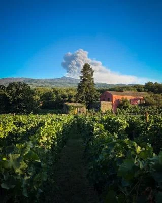Thumbnail Vineyard Lunch and Wine Tasting at Terrazze dell'Etna in Randazzo