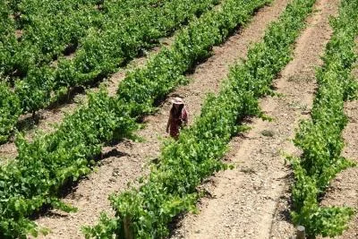Thumbnail Corso di degustazione di vino biologico e pranzo alla Bodega Miquel Jané nel Penedès