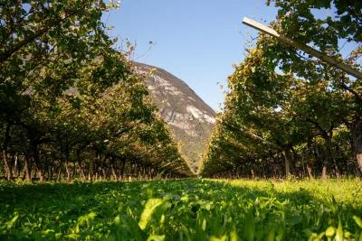Thumbnail The Glacier: Geological Teroldego Tasting & Tour at Devigili in Mezzolombardo