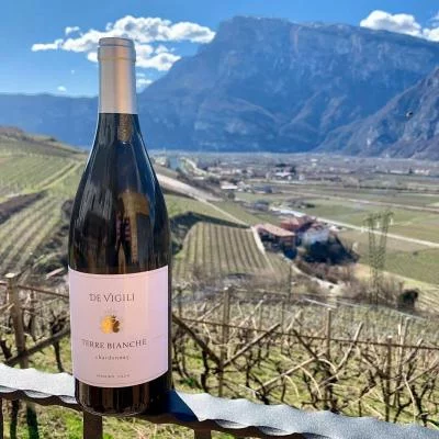 Thumbnail The Silence: Vineyard Picnic at Devigili Winery in Mezzolombardo