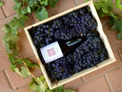 Thumbnail Riserva Wine Tasting with Local Foods & Tour at Terre Rosse Vallania