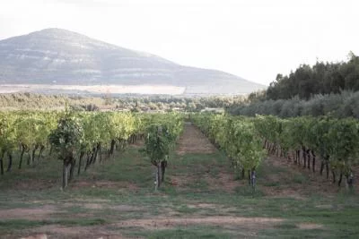 Thumbnail Vineyard Walk and Wine Tasting with Local Products at Podere 45 in Alghero