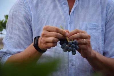 Thumbnail Discover Borgo Turrito: Vineyard Tour & Wine Tasting in Foggia
