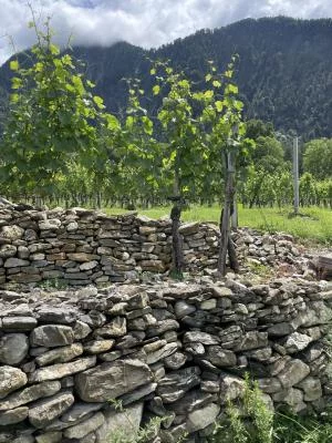 Thumbnail Vineyard and winery tour Graubünden
