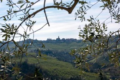 Thumbnail Visita a la bodega y cata de vinos con productos locales en Rolfo Vini, en Diano d'Alba