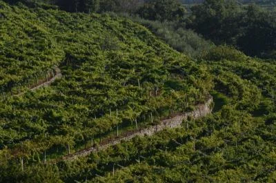 Thumbnail Single-Vineyard Wine Tasting and Tour with Local Products at Cesari in Fumane