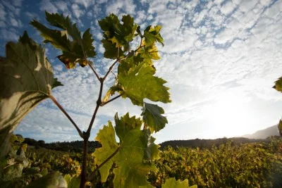 Thumbnail Cata de vinos y comida o cena en Colline del Vento
