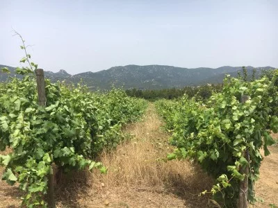 Thumbnail Weinprobe und Mittag- oder Abendessen in Colline del Vento