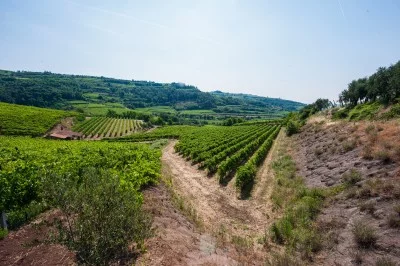 Thumbnail Il vulcano nel bicchiere: benvenuti presso la cantina Vignato