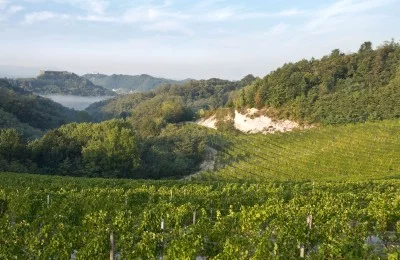 Thumbnail Wine experience : Tout le Gavi en 5 verres