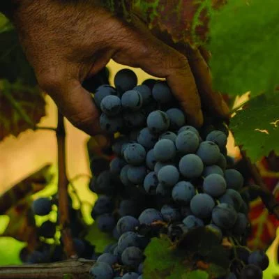 Thumbnail Dégustation de vins classiques à la Cantine di Orgosolo