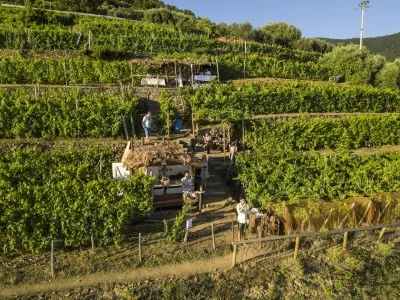 Thumbnail Dégustation à la Cantina Capellini, à la découverte des secrets viticoles des Cinque Terre
