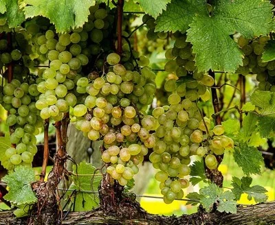 Thumbnail Soave Fragrances