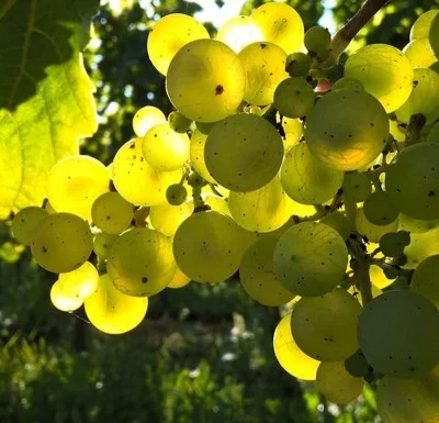 Thumbnail Parfums Soave