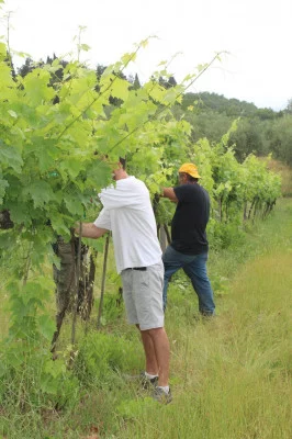 Thumbnail Weinprobe und Olivenölverkostung auf der Fattoria Montereggi
