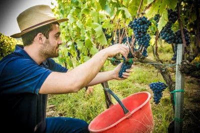 Thumbnail Klassische Verkostung im Weingut Castelvecchi