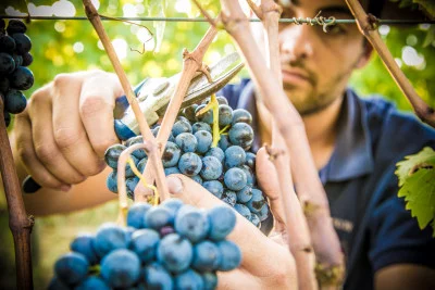 Thumbnail Cata clásica en la Bodega Castelvecchi