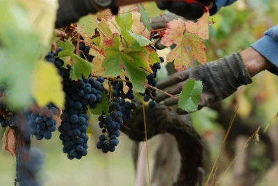 Thumbnail Discover Colli Tortonesi: visit and tasting at Cantine Colonna