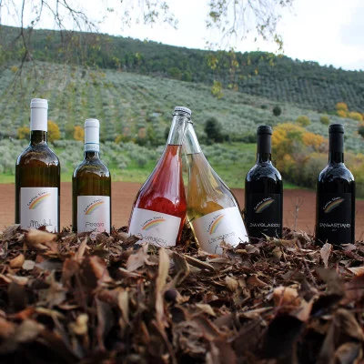 Thumbnail Wine experience at the Ninni winery
