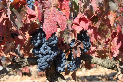 Thumbnail In Malleolus Veritas.at Bodegas Emilio Moro in Ribera del Duero