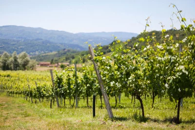 Thumbnail A special wine tasting in Mugello at La Matteraia
