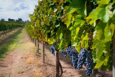 Thumbnail Tour privé des vins entre le lac de Garde et les collines du Prosecco