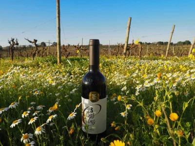 Thumbnail Pique-nique dans les vignobles de Cascalheira à ASL Tomé