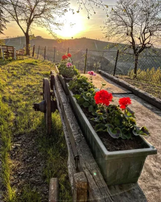 Thumbnail Cata de vinos y visita a la Azienda Agricola Simone Cerruti