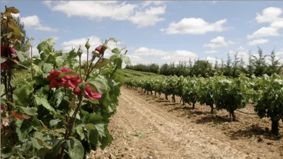 Thumbnail Wine Tour Privato in Ribera del Duero da Madrid