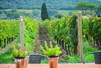 Thumbnail Exclusive Maremma Wine Tour from Florence: The Secret Wines of Suvereto