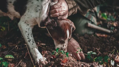 Thumbnail Private Truffle Hunt with Chianti Tasting & Lunch from Florence or Siena
