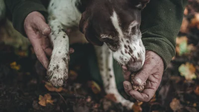 Thumbnail Private Truffle Hunt with Chianti Tasting & Lunch from Florence or Siena
