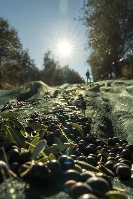 Thumbnail Walk among the olive trees & olive oil tasting at Azienda Agricola Invidia