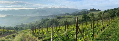 Thumbnail Wine tour and tasting at Dosio Vigneti in La Morra