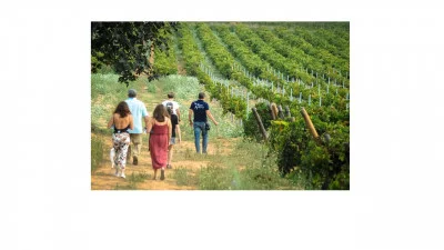 Thumbnail Tasting of Emblematic Penedes Wines at Mas Comtal