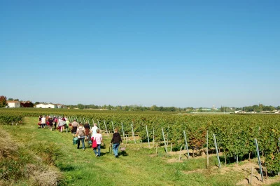 Thumbnail Vineyard Hike and Wine Tasting at Château Pichon Bellevue in Vayres