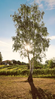 Thumbnail Paisajes y sabores: Excursión en Jeep y cata de vinos del Alto Canavese en Terre del Creario