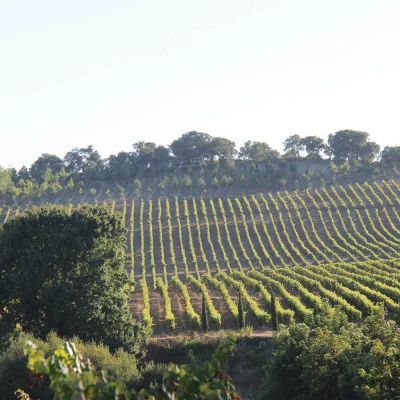 Thumbnail Visita y cata de vinos en la Quinta do Monte d'Oiro