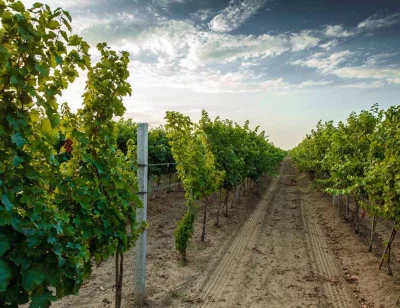 Thumbnail Walk in the vineyard & wine tasting at Vigneti Reale in Salento