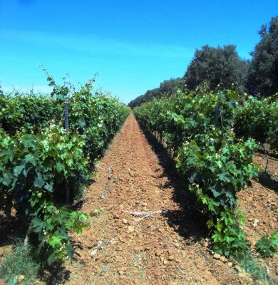 Thumbnail Spaziergang im Weinberg &amp; Weinprobe bei Vigneti Reale im Salento