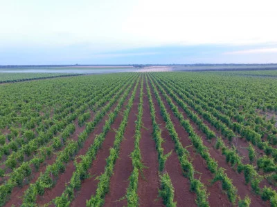 Thumbnail Passeggiata nel vigneto e degustazione di vini presso Vigneti Reale in Salento