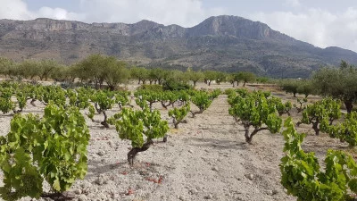 Thumbnail Percorso del Minifundio e degustazione di vino al Celler La Muntanya