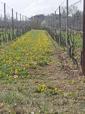 Thumbnail Tour arcobaleno presso la cantina Alciati