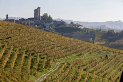 Thumbnail All Nebbiolo Wine Tasting at Villadoria in Langhe