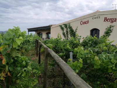Thumbnail Visita Premium e degustazione di vino presso la cantina Cuscó Berga