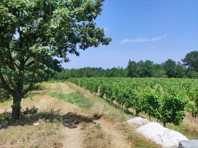 Thumbnail Tère Rüse, from cellar to table: Lunch or Dinner with Wine Tasting