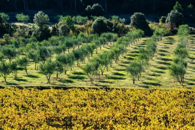 Thumbnail Wine & Cheese Tasting Experience at Domaine Calmel & Joseph