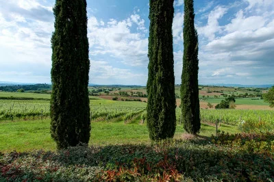 Thumbnail Dégustation de vin et visite au Podere Il Fitto, au cœur de la Valdichiana