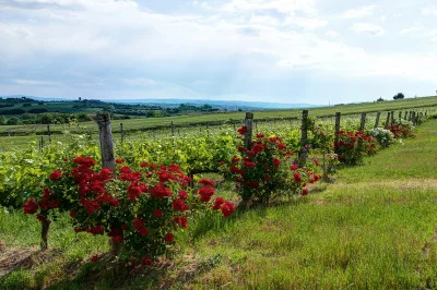Thumbnail Dégustation de vin et visite au Podere Il Fitto, au cœur de la Valdichiana